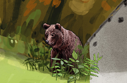 Illustration von einem Braunbär