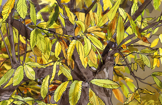Illustration von einer Edelkastanie