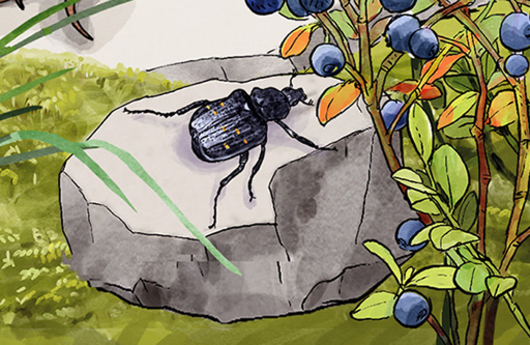 Illustration eines Edelscharrkäfers
