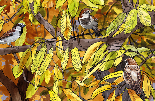 Illustration von Feldsperlingen