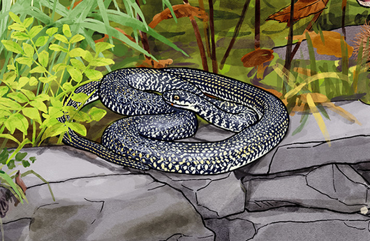 Illustration einer Gelbgrünen Zornnatter