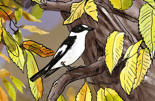 Illustration eines Halsbandschnäppers