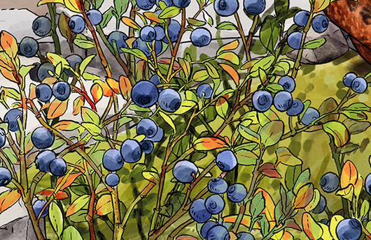 Illustration eines Heidelbeerstrauchs