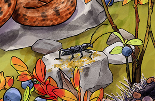 Illustration eines kleinen Eichenbocks