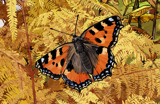 Illustration von einem Kleinen Fuchs