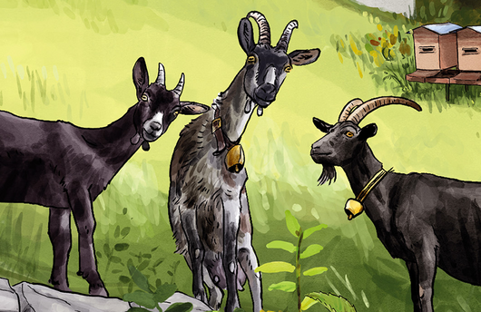 Illustration einer Nera Verzasca-Ziege