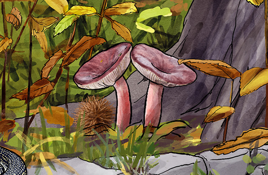 Illustration eines Roten Samt-Täublings