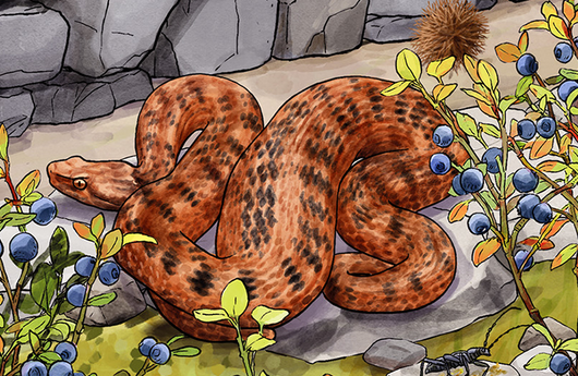 Illustration einer Schlingnatter