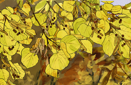 Illustration einer Sommer-Linde