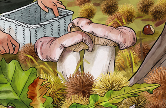 Illustration von einem Steinpilz