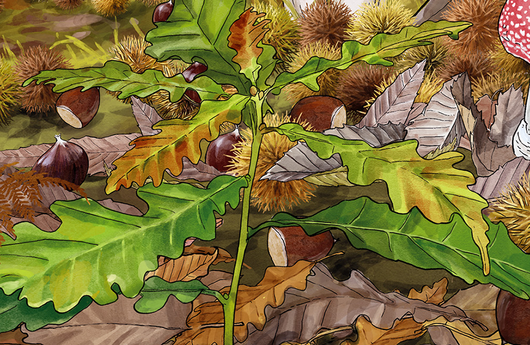 Illustration einer Trauben-Eiche