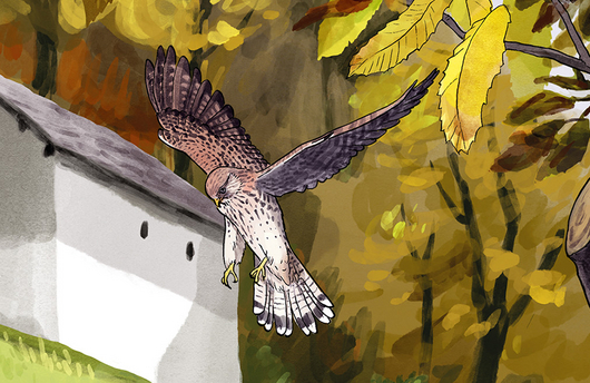 Illustration eines Turmfalken