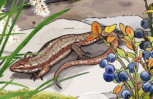 Illustration einer Waldeidechse