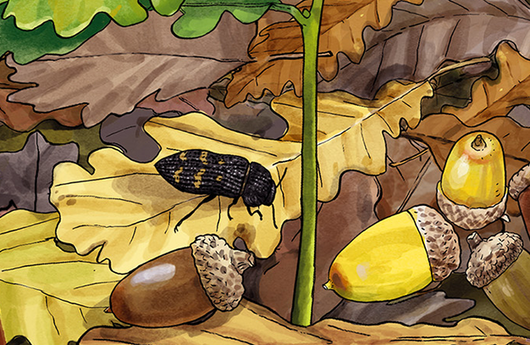 Illustration eines wildgefleckten Eichenprachtkäfers