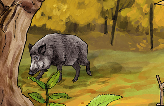 Illustration eines Wildschweins