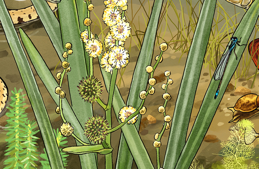 Illustration von einem Ästigen Igelkolben