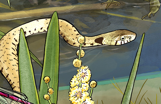 Illustration von einer Barrenringelnatter