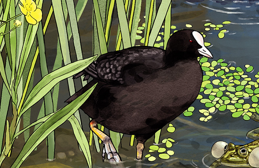 Illustration von einem Blässhuhn