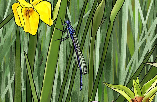 Illustration von einer Blauen Federlibelle