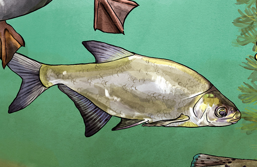 Illustration von einer Brachsme