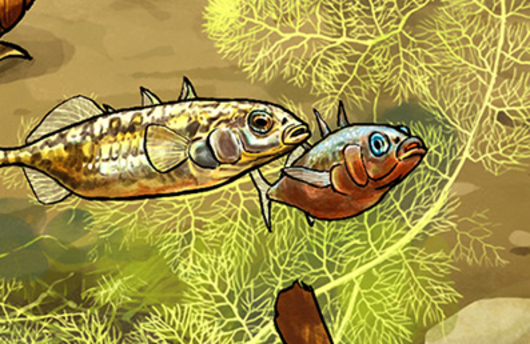 Illustration von Dreistachligen Stichlingen
