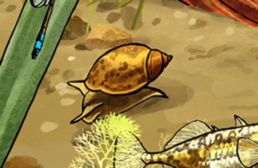 Illustration von einer Eiförmigen Schlammschnecke