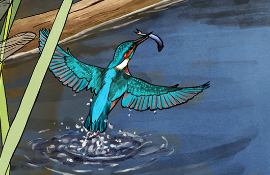 Illustration von einem Eisvogel
