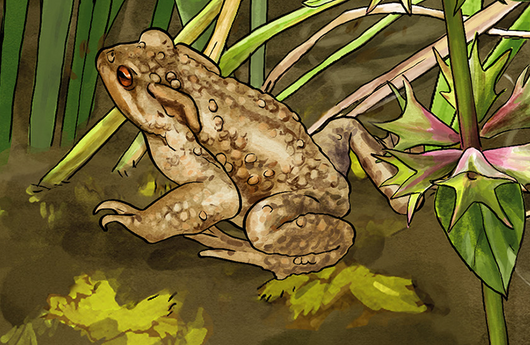 Illustration von einer Erdkröte