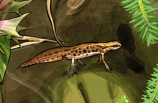 Illustration von einem Fadenmolch
