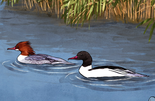 Illustration von Gänsesägern