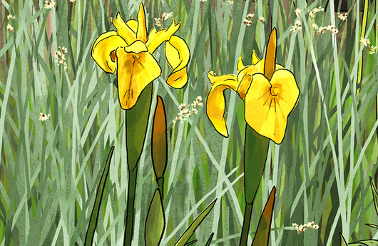 Illustration von Gelben Schwertlilien