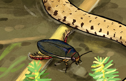 Illustration von einem Gelbrandkäfer