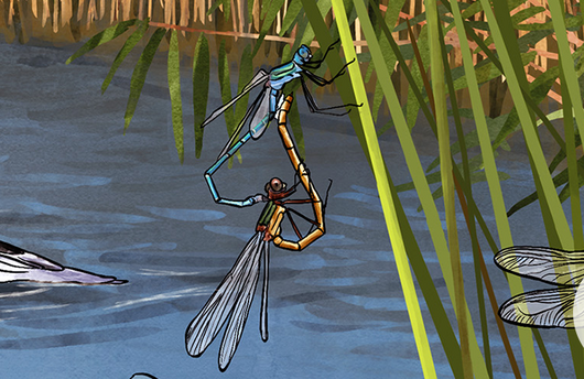 Illustration von einer Gemeinen Binsenjungfer