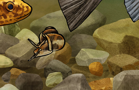 Illustration von einer Gemeinen Federkiemenschnecke