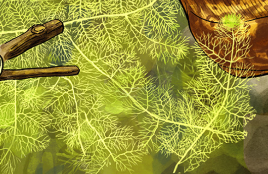 Illustration vom Gemeinen Wasserschlauch