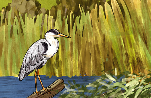 Illustration von einem Graureiher