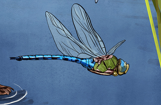 Illustration von einer Grossen Königslibelle