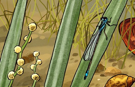 Illustration von einer Grossen Pechlibelle