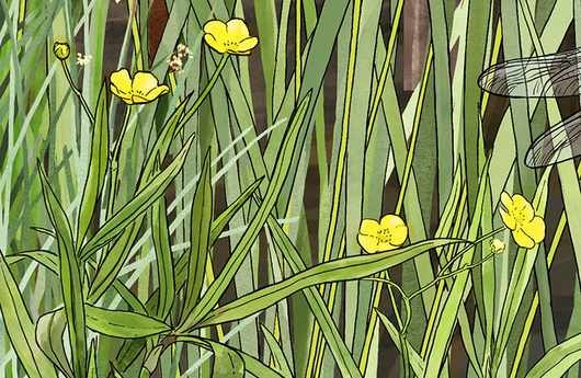 Illustration vom Grossen Sumpf-Hahnenfuss