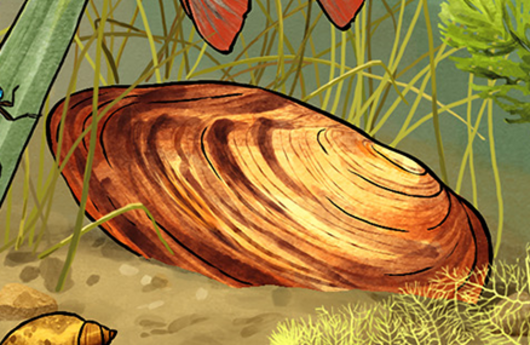 Illustration von einer Grossen Teichmuschel
