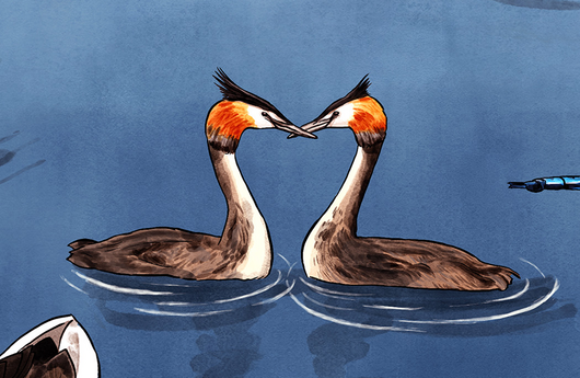 Illustration von Haubentauchern