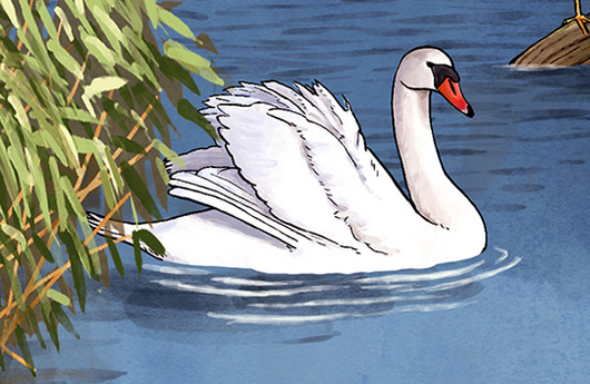 Illustration von einem Höckerschwan
