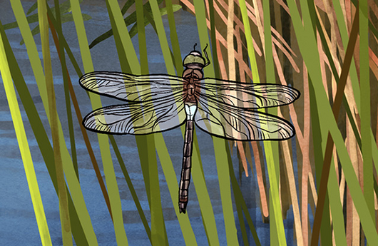 Illustration von einer Kleinen Königslibelle