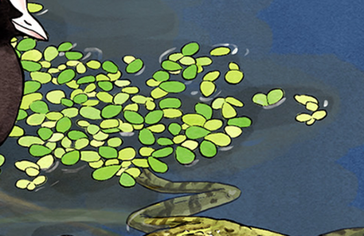 Illustration der Kleinen Wasserlinse