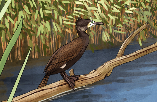 Illustration von einem Kormoran