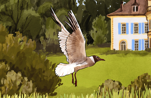 Illustration von einer Lachmöve