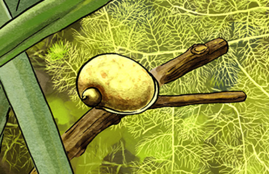 Illustration von einer Ohr-Schlammschnecke