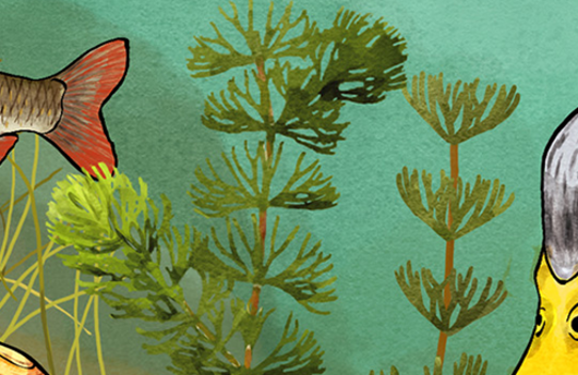 Illustration vom Rauen Hornblatt
