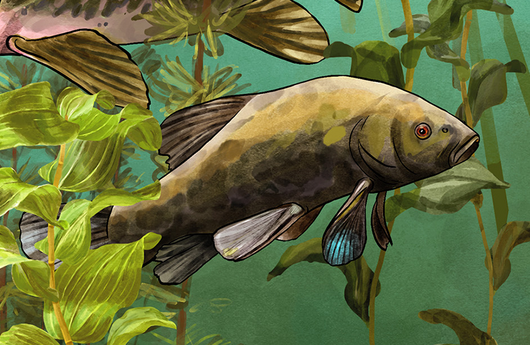 Illustration von einer Schleie