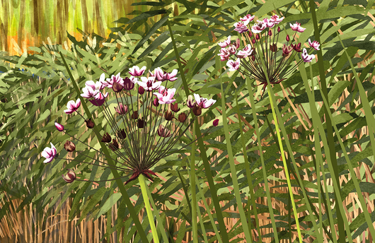 Illustration von Schwanenblumen